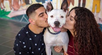 Coronavirus & Pets – What You Should Know