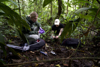 Basecamp Research field scientists collect samples during an expedition to Costa Rica on July 29, 2023. Basecamp Research is building the largest and most diverse foundational database, purpose-built for artificial intelligence models. Lab tests confirm Basecamp Research's more diverse database supercharges AI models like ZymCTRL to generate sequences that are richer and more robust for industrial use.  (Photo courtesy of Basecamp Research)