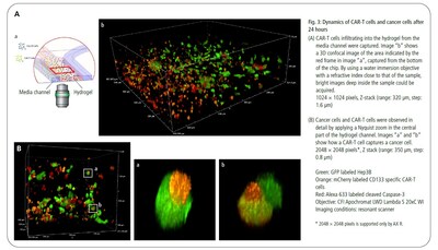 Dynamics of CAR-T cells and cancer cells after 24 hours.