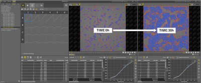 Example of the display of time series data for cell counting (left: data at the beginning of the experiment; right: data at the final stage of the experiment).