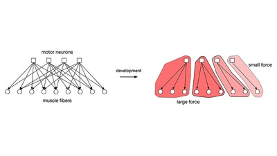 This schematic illustrates how the body’s motor neurons and muscle fibers are connected before (left) and after (right) developmental pruning. “Each blob corresponds to a motor unit,” Navlakha explains. “Small motor units are highly active, are recruited first during muscle contraction (because their neurons have low firing thresholds), and provide a small force. Large motor units are less active, are recruited last (since their neurons have large firing thresholds), and provide stronger forces.
