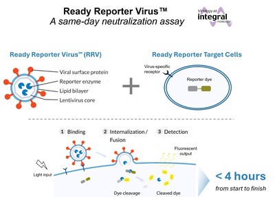Ready Reporter Viruses (RRVs) enable neutralization testing in under 4 hours, 10x faster than conventional assays. RRVs work by instantaneous detection of viral entry using a fluorescence-based readout. This rapid, safe, and simple assay enables automatable workflows that can be performed in a standard laboratory setting.