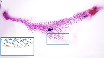 Network theory breaks systems down into points called “nodes” and the links, or “edges,” connecting them. Here, the dos Santos lab uses their MaGNet platform to zoom in on one section of a mouse mammary gland’s ductal tree. The dots are nodes representing branch points and the lines are edges representing milk ducts.