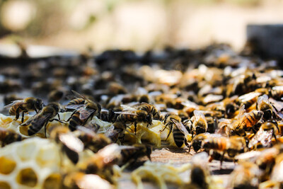 "These successful efficacy trials represent a major regulatory milestone for Dalan and the beekeeping industry," said Dr. Annette Kleiser, CEO and Founder of Dalan Animal Health.